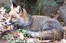 Zorro (Vulpes vulpes).  Autor: Charlie Frutos